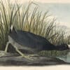 Audubon's Watercolors Pl. 239, American Coot