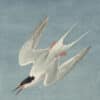 Audubon's Watercolors Pl. 240, Roseate Tern