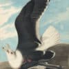 Audubon's Watercolors Pl. 241, Great Black-backed Gull