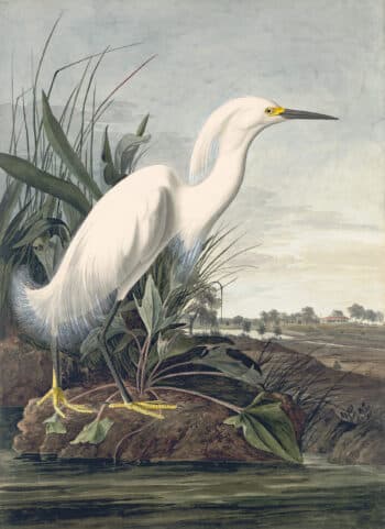 Audubon's Watercolors Pl. 242, Snowy Heron