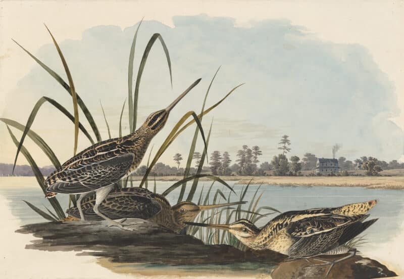 Audubon's Watercolors Pl. 243, Common Snipe