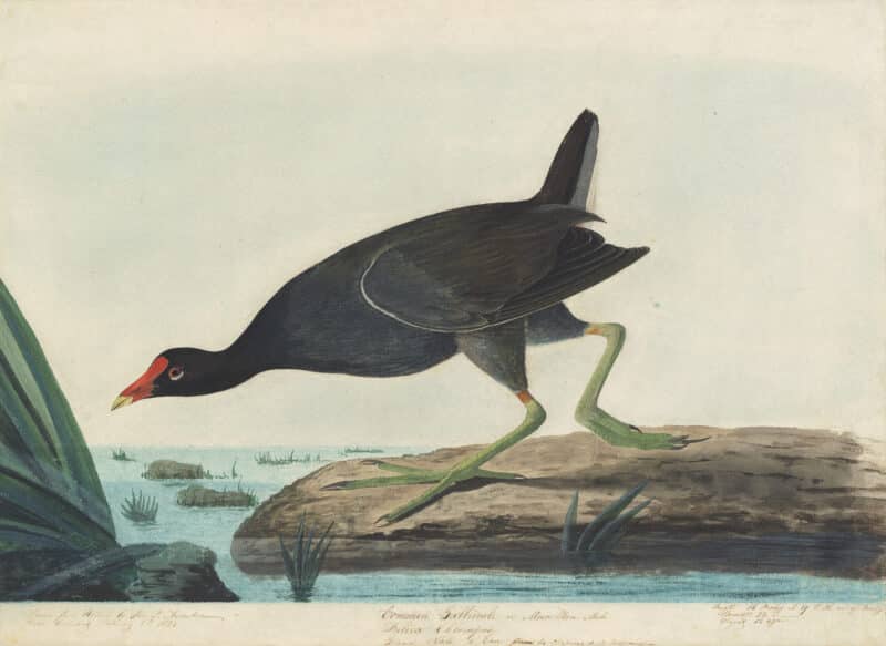 Audubon's Watercolors Pl. 244, Common Moorhen