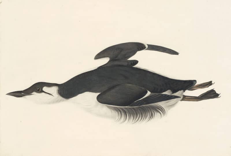 Audubon's Watercolors Pl. 245, Thick-billed Murre