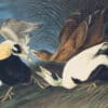 Audubon's Watercolors Pl. 246, Eider Duck