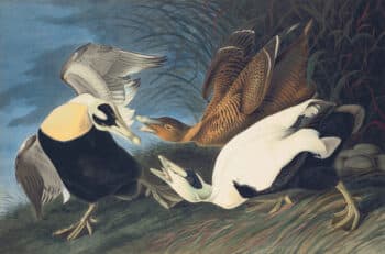 Audubon's Watercolors Pl. 246, Eider Duck