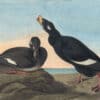 Audubon's Watercolors Pl. 247, White-winged Scoter