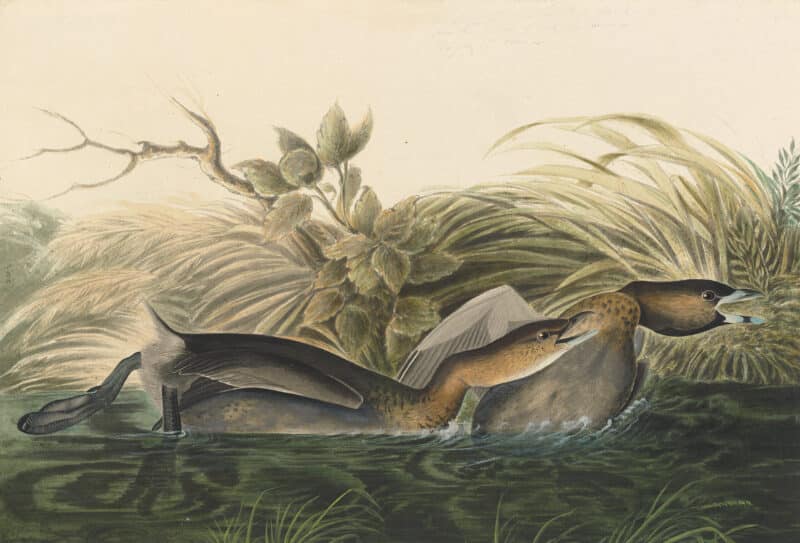 Audubon's Watercolors Pl. 248, Pied-billed Grebe