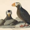 Audubon's Watercolors Pl. 249, Tufted Puffin