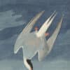 Audubon's Watercolors Pl. 250, Arctic Tern