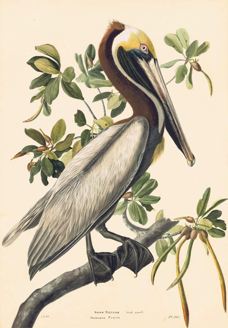 Audubon's Watercolors Pl. 251, Brown Pelican Adult