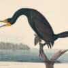 Audubon's Watercolors Pl. 252, Double-crested Cormorant