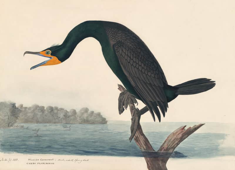Audubon's Watercolors Pl. 252, Double-crested Cormorant