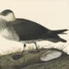 Audubon's Watercolors Pl. 253, Pomarine Jaeger