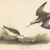 Audubon's Watercolors Pl. 254, Wilson's Phalarope