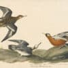 Audubon's Watercolors Pl. 255, Red Phalarope