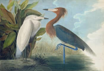 Audubon's Watercolors Pl. 256, Purple Heron