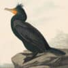 Audubon's Watercolors Pl. 257, Double-crested Cormorant