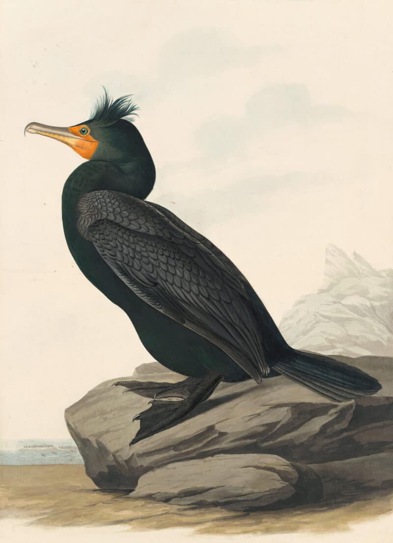 Audubon's Watercolors Pl. 257, Double-crested Cormorant