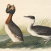 Audubon's Watercolors Pl. 259, Horned Grebe