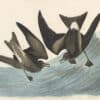 Audubon's Watercolors Pl. 260, Leach's Storm-Petrel