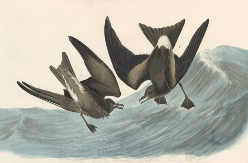 Audubon's Watercolors Pl. 260, Leach's Storm-Petrel