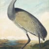 Audubon's Watercolors Pl. 261, Hooping Crane