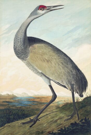 Audubon's Watercolors Pl. 261, Hooping Crane