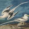 Audubon's Watercolors Pl. 262, White-tailed Tropic Bird