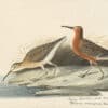 Audubon's Watercolors Pl. 263, Curlew Sandpiper