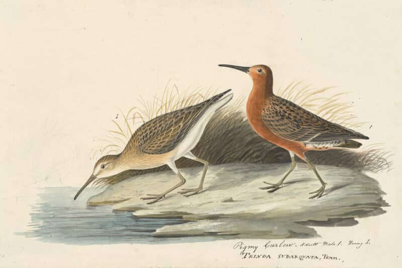 Audubon's Watercolors Pl. 263, Curlew Sandpiper