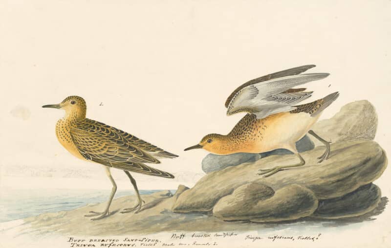 Audubon's Watercolors Pl. 265, Buff-breasted Sandpiper