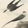 Audubon's Watercolors Pl. 267, Long-tailed Jaeger