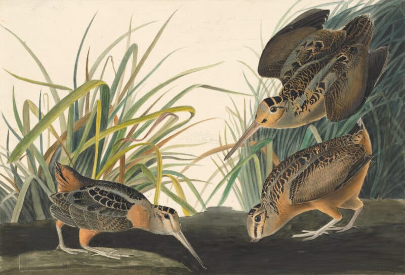 Audubon's Watercolors Pl. 268, American Woodcock
