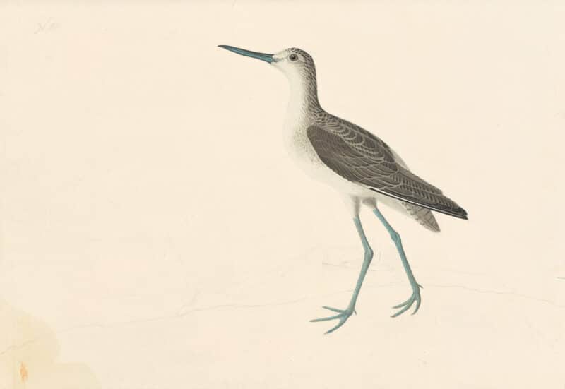 Audubon's Watercolors Pl. 269, Common Greenshank