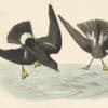 Audubon's Watercolors Pl. 270, Wilson's Storm-Petrel