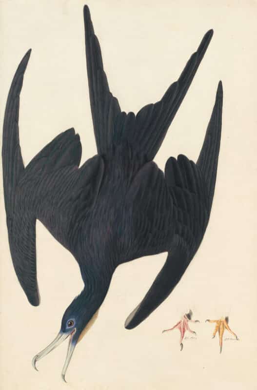 Audubon's Watercolors Pl. 271, Magnificent Frigatebird
