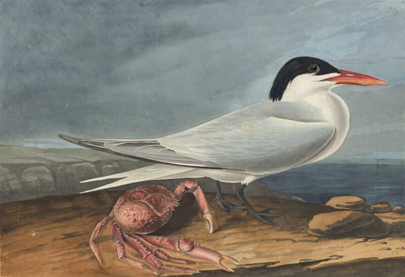 Audubon's Watercolors Pl. 273, Royal Tern