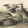Audubon's Watercolors Pl. 274, Willet