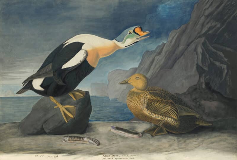 Audubon's Watercolors Pl. 276, King Eider