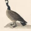 Audubon's Watercolors Pl. 277, Canada Goose