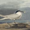 Audubon's Watercolors Pl. 279, Sandwich Tern