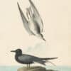 Audubon's Watercolors Pl. 280, Black Tern