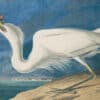 Audubon's Watercolors Pl. 281, Great White Heron
