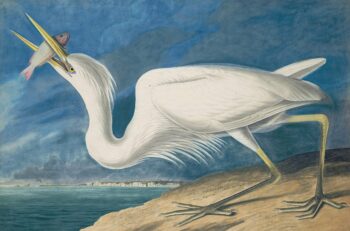 Audubon's Watercolors Pl. 281, Great White Heron