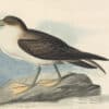 Audubon's Watercolors Pl. 283, Greater Shearwater