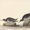Audubon's Watercolors Pl. 284, Purple Sandpiper