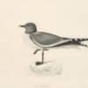 Audubon's Watercolors Pl. 285, Sabine's Gull