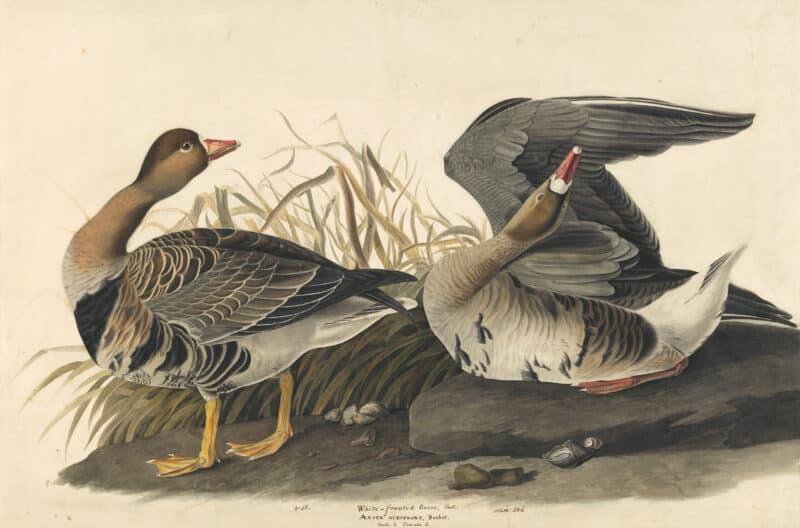 Audubon's Watercolors Pl. 286, Greater White-fronted Goose