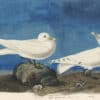 Audubon's Watercolors Pl. 287, Ivory Gull