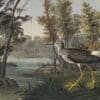 Audubon's Watercolors Pl. 288, Lesser Yellowlegs